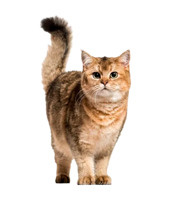 Felinos